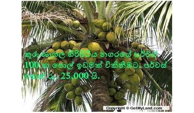 GetMyLand.com | Coconut land for Sale in Kurunegala - 100 Perchers ...